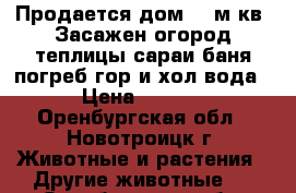 Продается дом 200м кв. Засажен огород теплицы сараи баня погреб гор и хол вода . › Цена ­ 11 111 - Оренбургская обл., Новотроицк г. Животные и растения » Другие животные   . Оренбургская обл.,Новотроицк г.